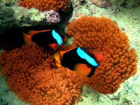 Airlie Beach News & Events