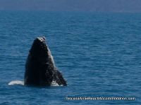 Airlie Beach News & Events